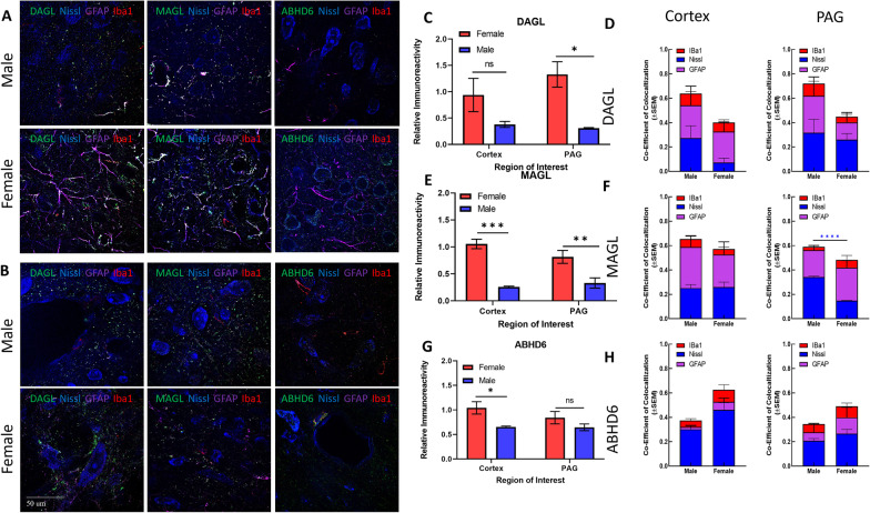 Immunohistochemical analysis of the AEA system. A Immunohistochemistry of naïve male and female V1M cortex. Staining for NAPE-PLD, FAAH, Iba1, GFAP, and Nissl was performed. Original magnification ×63. B Immunohistochemistry of naïve male and female PAG. Staining for NAPE-PLD, FAAH, Iba1, GFAP, and Nissl was performed. Original magnification ×63. C Measurement of relative area of IHC field occupied by NAPE-PLD staining pixels for each sex and region. Female NAPE-PLD immunoreactivity was significantly higher in PAG vs male PAG (*p = 0.02). D Measurement of co-efficient of colocalization for NAPE-PLD with IBa1, Nissl, and GFAP. NAPE-PLD colocalized with Nissl at significantly higher rates in female V1M cortex vs male V1M cortex (****p = 0.001). No significant differences observed in PAG. E Measurement of relative area of IHC field occupied by FAAH staining pixels for each sex and region. FAAH immunoreactivity was significantly higher in female PAG vs male PAG (***p = 0.0042) as well as female PAG vs female V1M cortex (###p = 0.002). F Measurement of co-efficient of colocalization for FAAH with IBa1, Nissl, and GFAP. No significant differences observed between region or sex. All calculations for co-efficient of colocalization were performed with respect to the relevant enzyme. n = 3/sex for each analysis