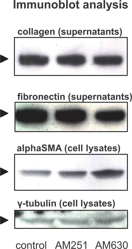 Cannabinoid receptor blockade alters synthesis of ECM proteins.As assessed by immunoblot analysis of cell culture supernatants, AM251 and AM630 (at 2.5 µM) did not affect collagen and fibronection secretion. In PSC cell lysates, alphaSMA levels remain unchanged following CB1-receptor antagonism whereas AM630 induced increased alphaSMA protein levels. White bars: control; black bars: AM251; grey bars: AM630. Data are shown as mean±SEM.