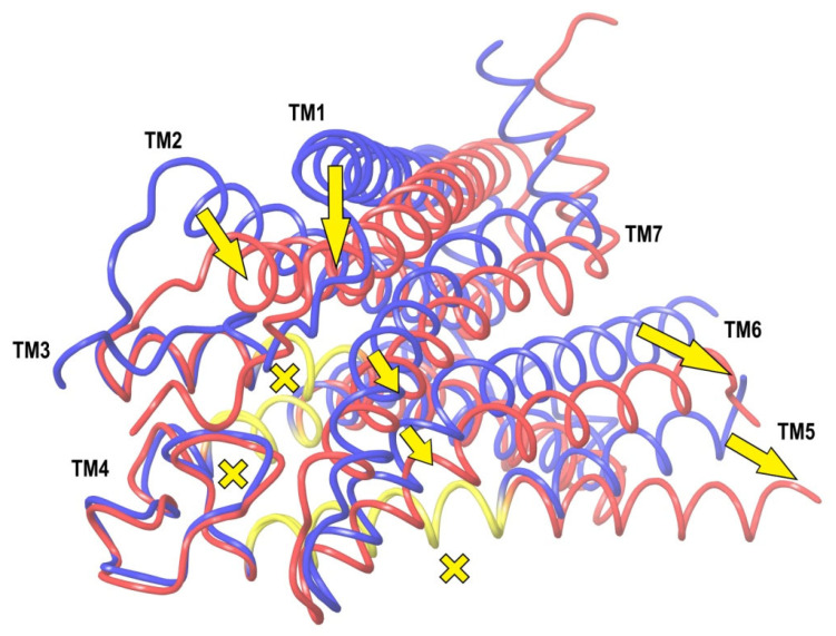 A superposition of crystal structures of CB1 in its inactive (blue) and active (red) states. The RMSD of the backbone atoms are minimized in the region marked in yellow. Arrows indicate movements of the transmembrane α-helices, crosses denote coincided ones.