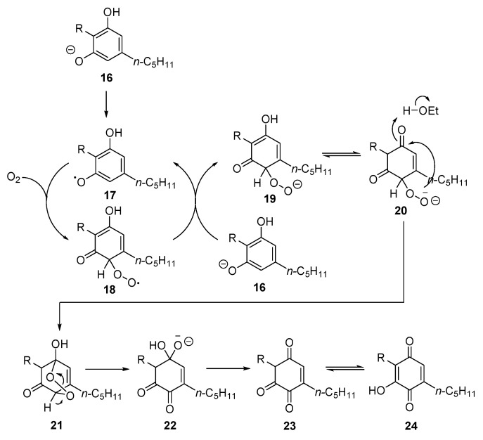 Base-promoted autooxidation of diphenolic cannabinoids to quinones (23 and 24) (Beam reactionvia intermediates 16–22 (R = terpenyl).