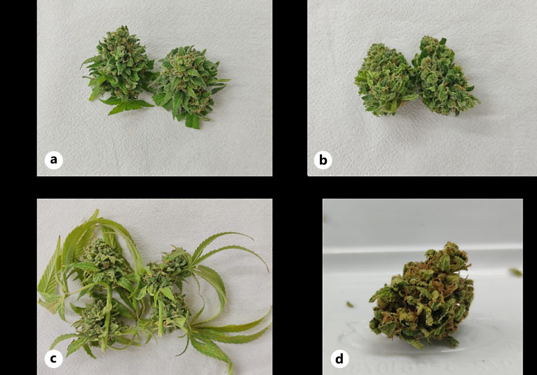 Photos taken of each trimming treatment before drying. a Mild wet trimming (MWT). b Aggressive wet trimming (AWT). c Wet inflorescence before dry trimming (DT). d Representative picture of a dry inflorescence that underwent any of the trimming treatments (final form of all treatments).