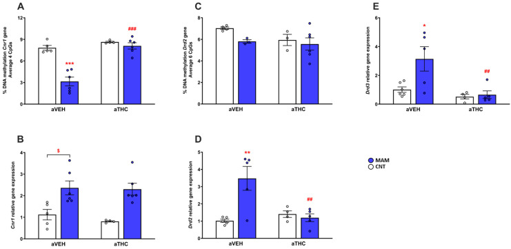 Effects of peripubertal treatment with THC (aTHC) on cannabinoid CB1 (Cnr1), dopamine D2 (Drd2) and D3 (Drd3) receptor genes in the prefrontal cortex of prenatally MAM-exposed rats in adulthood. Data are presented as means ± S.E.M. (n = 3–6 rats/group) of (A) DNA methylation of Cnr1 gene (average 4 CpG sites), (B) Cnr1 mRNA expression, (C) DNA methylation of Drd2 gene (average 6 CpG sites), (D) Drd2 mRNA expression and (E) Drd3 mRNA expression. * p < 0.05, ** p < 0.01 and *** p < 0.001 vs. CNT/aVEH; ## p < 0.01 and ### p < 0.001 vs. MAM/aVEH, Tukey’s post hoc test; $ p < 0.05, unpaired-t test.
