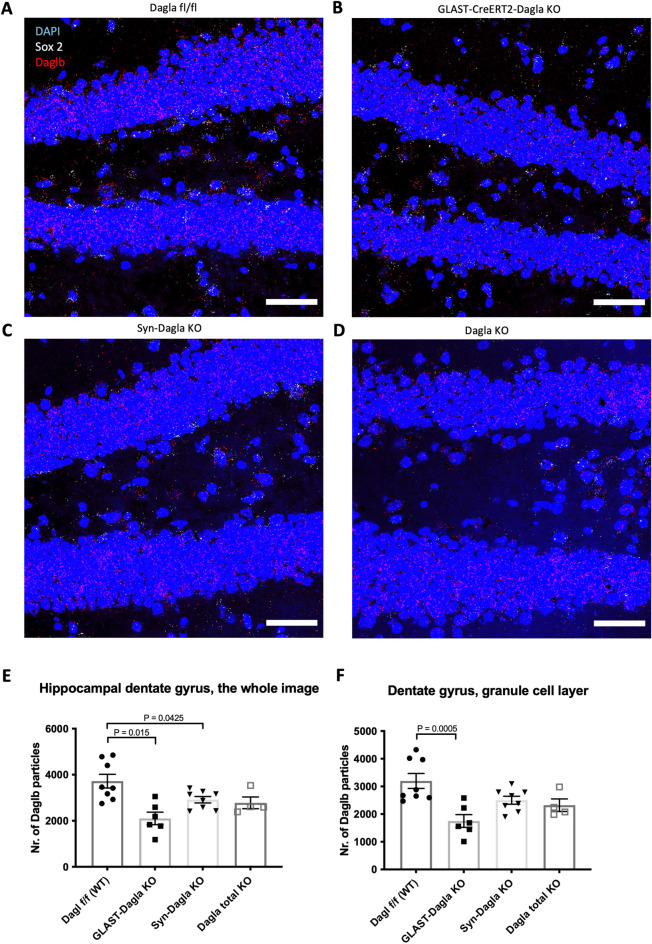 Daglb expression is downregulated in GLAST-CreERT2-Dagla KO mice. Representative 40 × images of an RNAscope in situ hybridisation assay detecting transcripts of diacylglycerol lipase beta Daglb (red) and neural progenitor marker Sox 2 (white) in the dentate gyrus of hippocampus (DG) (scale bar 50 µm) (A) in Dagla fl/fl control mice, (B) in GLAST-CreERT2-Dagla KO with a deletion in astrocytes and neuronal progenitor cells, (C) in constitutive neuronal Syn-Dagla KO animals, and (D) in total Dagla KO mice. Quantification of Daglb particle count at Bregma − 1.70 mm (E) in the whole hippocampal DG region (including the granule cell layer, the hilus/polymorph layer of DG, and the molecular layer of DG) (F3,22 = 7.522, p = 0.0012) and (F) only in the granule cell layer that consists mostly of neurons (F3,22 = 7.256, p = 0.0015). Values represent mean ± SEM; n = 2–4 animals/group; 2 pictures analyzed per animal. 1-way ANOVA with Dunnett’s multiple comparisons test.