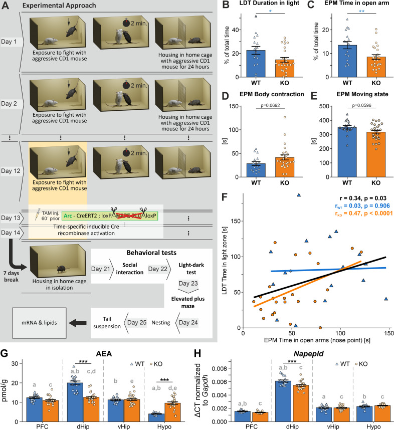 Anxiety-like phenotype of Arc-NAPE-PLD KO mice.A Scheme of experimental approach. CSD stress lasted for 14 days, TAM injections were performed on the last three days prior to CSD. The genetic manipulation in TRAPed neurons is illustrated: in Arc-expressing neurons, upon TAM application, the TAM-inducible CreERT2 recombinase excises NAPE-PLD gene sequences that are flanked by loxP sites. After seven days of housing in the home cage, behavioral tests were performed on day 21 to 25, followed by sacrifice, and mRNA and lipids extraction. B–E Group comparisons of Arc-NAPE-PLD WT and KO in standard behavioral tests. LDT: light-dark test (LDT), and elevated plus maze (EPM). Unpaired t test was used to identify significant differences, *p<0.05, **p<0.01. Data are represented as mean ± SEM. F Regression lines were drawn irrespective of genotype (black) as well as separately for WT (blue; n = 16) and KO (orange; n = 24) animals. The overall Pearson correlation coefficient as well as the correlation coefficients for each genotype and the respective p-value are shown on the plots. G, H AEA and Napepld mRNA levels in brain regions of stressed Arc-NAPE-PLD WT and KO mice. G AEA levels were measured using LC/MS. H Napepld mRNA levels were normalized to Gapdh. Genotype and brain region differences were assessed using linear mixed effects models. Genotype and brain region were included as fixed effects in the model and animal as random effect. Pairwise comparisons were based on estimated model means with Tukey p value adjustment in case of multiple comparisons. Asterisks indicate significant differences between genotypes in a specific region: *** p < 0.001. Letters indicate the significance of pairwise comparisons of different brain regions within the same genotype. Groups sharing the same letter are significantly different from each other at p < 0.05. Data are represented as mean ± SEM and individual values; WT/KO n = 16/24. PFC prefrontal cortex, dHip dorsal hippocampus, vHip ventral hippocampus, Hypo hypothalamus, Gapdh glyceraldehyde-3-phosphate-dehydrogenase, LC/MS liquid chromatography/mass spectrometry.