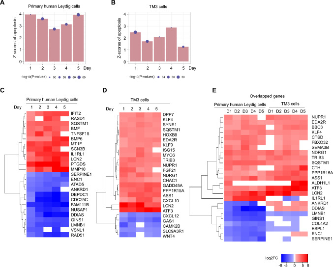 Transcriptomic analysis revealed the up-regulation of apoptosis in CBD-treated primary human Leydig and TM3 cells. A and B Bar graphs represent the z-score of apoptosis (generated by Ingenuity Pathway Analysis) in two types of Leydig cells. Red bar represents the prediction of up-regulated apoptosis. A higher positive z-score suggests a stronger correlation between the up-regulation of apoptosis-related genes and the predicted activation of apoptosis. Purple dot indicates the corresponding p value. For a p-value of 0.05, the −log10(0.05) value is 1.3. Larger dots correspond to smaller p values. C–E Heatmaps with hierarchical clustering showing expression levels of differentially expressed genes supporting the occurrence of apoptosis in human Leydig and mouse TM3 cells. Gene expression level was plotted by log2 (fold change). Blue colors represent down-regulation of gene expression and red colors represent up-regulation