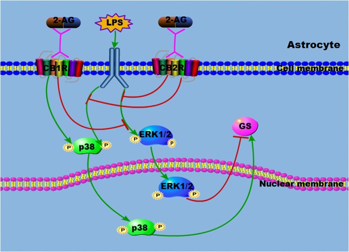 Schematic drawing of the 2-AG on the GS expression and MAPK activation in astrocytes induced by LPS