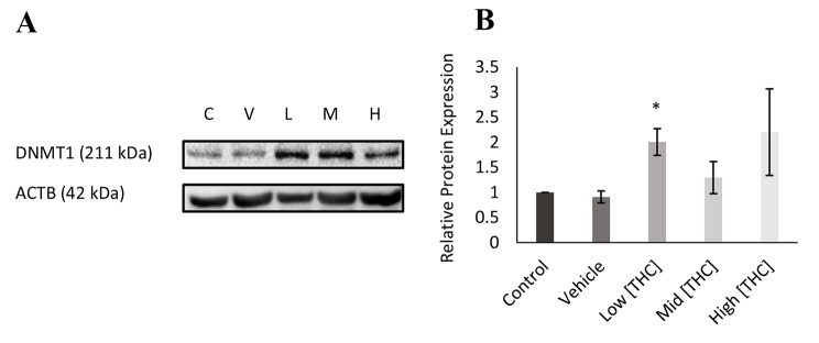 Western blot displaying DNMT1 protein expression relative to loading control ACTB. Expression was qualified in GCs following 24-hour treatment with low (0.032 µM), mid (0.32 µM), and high (3.2 µM) concentrations of THC A) DNMT1 protein expression (n = 4) and B) densitometry analysis. Bars represent ± SEM. *p = 0.00498. Blots were cropped for representation. Full original uncropped blots can be found in the supplementary material Figure S1