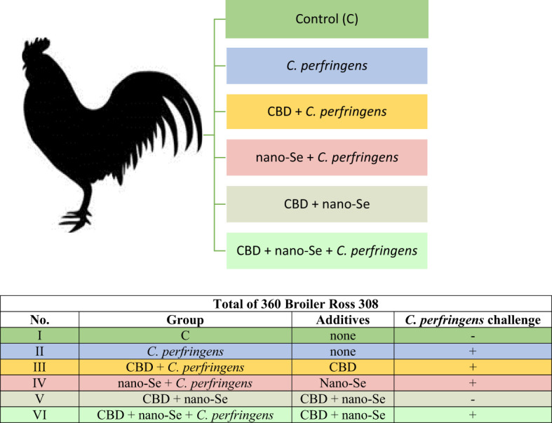 The division into experimental groups.