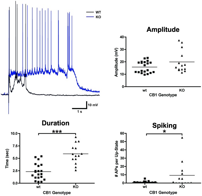 Up-states in CB1 KO cultures are longer than those recorded in wt cultures.Example traces in upper left-hand corner: black trace is a representative example of an up-state from a wt culture and blue trace is an example from a CB1 KO culture. Graphs show summary data from this series of experiments. Each data point represents the average measurement from a given neuron. Horizontal lines represent group means. Asterisks represent significant group differences. Symbols: *p<0.05 and ***p<0.001.