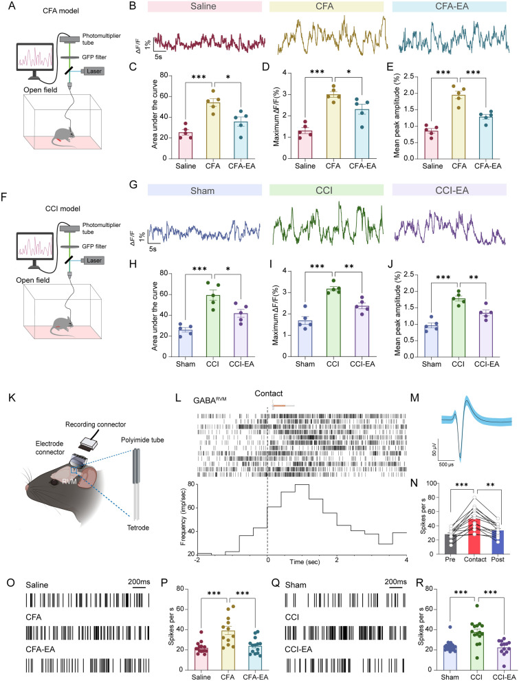 EA suppresses GABARVM neuronal activity in CFA- and CCI-treated mice. A Experimental design for recording GCaMP6s fluorescence signals from GABARVM neurons of CFA-treated mice. B Representative GCaMP6s fluorescence signals recorded from the Saline (left), CFA (middle), and CFA-EA (right) groups. C-E The area under the curve (AUC) (C), maximum ΔF/F (D), and mean peak amplitude (E) of GCaMP6s fluorescence signals were recorded from the Saline, CFA, and CFA-EA groups. F Experimental design for recording GCaMP6s fluorescence signals from GABARVM neurons of CCI-treated mice. G Representative GCaMP6s fluorescence signals were recorded from the Sham (left), CCI (middle), and CCI-EA (right) groups. H-J The area under the curve (AUC) (H), maximum ΔF/F (I), and mean peak amplitude (J) of GCaMP6s fluorescence signals recorded from the Sham, CCI, and CCI-EA groups. For C-E and H-J, significance levels are indicated as * p < 0.05, ** p < 0.01 and *** p < 0.001 compared to the CFA/CCI group, using one-way ANOVA with Dunnett’s post hoc test, n = 5 mice per group. K A schematic representation of electrophysiological recordings within the RVM in freely moving mice. The enlarged section highlights the multichannel tetrode. L The displayed are the raster plot (upper part) and the peri-stimulus time histogram (lower part) illustrating the multi-channel recordings of GABARVM neuronal firing rates in control mice before, during, and following von Frey (1.0 g) stimuli (n = 12 cells from 2 mice per group). M Overlay of contact-evoked (blue) and averaged spontaneous (navy Blue) spike waveforms from the example unit. N The firing rates of GABARVM neurons in control mice before, during, and after von Frey (1.0 g) stimuli, ** p < 0.01 and *** p < 0.001 vs. Contact group, repeated measures one-way ANOVA followed by Dunnett’s post hoc test, n = 12 cells from 3 mice per group. O Representative recording of spontaneous spikes and data P showing GABARVM neuronal firing rates in mice treated with saline, CFA, and CFA-EA (n = 15 cells from 3 mice for RVM::Saline; n = 12 cells from 3 mice for RVM::CFA; n = 14 cells from 3 mice for RVM::CFA-EA). Q Representative recording of spontaneous spikes and data R showing GABARVM neuronal firing rates in mice treated with Sham, CCI, and CCI-EA (n = 17 cells from 3 mice for RVM:: Sham; n = 15 cells from 3 mice for RVM:: CCI; n = 13 cells from 3 mice for RVM:: CCI-EA). Scale bars = 200 ms, ***p < 0.001 vs. CFA or CCI group, one-way ANOVA followed by Dunnett’s post hoc tests. All data are shown as mean ± SEM