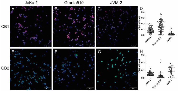 Cannabinoid receptor protein expression. CB1 expression can be visualized in red (TRITC) in (A) JeKo-1, (B) Granta-519, and (C) JVM-2 and CB2 in the green FITC channel in (E) JeKo-1, (F) Granta-519 and (G) JVM-2. DAPI (blue) is staining the nuclei. Mean fluorescence intensity (MFI) was quantified for each cell (grey circles) and is shown in panels (D) for CB1 and (H) for CB2.