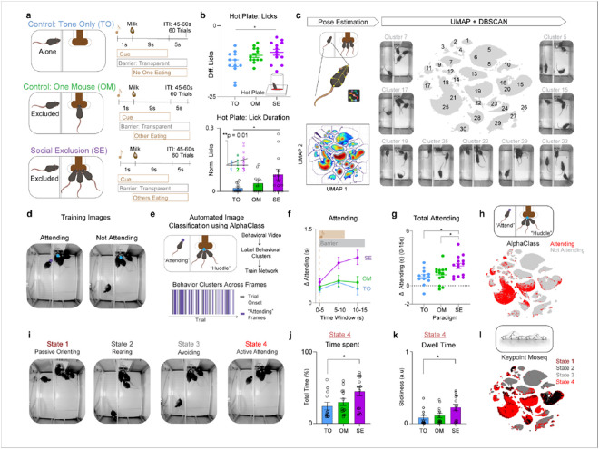 Social Exclusion enhances physical pain responses, reflected by increased licking on the hot plate.a, Experimental design for the Fear of Missing Out (FOMO) Task, which contains three behavioral conditions: Social Exclusion (SE), One Mouse (OM), and Tone Only (TO). Mice were presented with 60 trials for each session. At the beginning of each trial, the cue is on for 10 seconds, followed by the delivery of chocolate milkshake 1s into the cue. The switchable glass barrier between the social group and the excluded mouse turns transparent for 15 s upon cue onset. Afterwards, we presented mice from all conditions with the hot plate assay to assess for changes in nociceptive thresholds. Each mouse only went through one of the three social conditions. b, Mice that underwent Social Exclusion displayed enhanced licking behavior while on the hot plate. Normalized Lick Duration, (which is normalized post-social condition licking / baseline licking) and Difference Lick Score (which is a difference score of post-social condition licking – baseline licking) was calculated with hot plate behaviors taken at a different baseline session. (Top: n = 38, One-Way ANOVA, F(2, 35) = 3.85, *p = 0.03, Tukey’s multiple comparisons test, SE vs OM p = 0.72, SE vs TO *p = 0.028, OM vs TO p = 0.14, Bottom n = 38, One-way ANOVA, F(2, 35) = 3.82, *p = 0.03, Tukey’s multiple comparisons test, SE vs OM p = 0.18. SE vs TO *p = 0.027, OM vs TO, p = 0.62, Inset: n = 38, Linear Regression R2 = 0.17 **p = 0.009). c, Behavioral analysis pipeline for the Social Exclusion condition. The subject mouse’s body parts were extracted first with SLEAP, then selected features of the excluded mouse were calculated. Next, we ran Uniform Manifold Approximation and Projection (UMAP) for dimensionality reduction and Density-Based Spatial Clustering of Applications with Noise (DBSCAN) for behavioral clustering. Displayed are example clusters generated through this pipeline and the UMAP for all frames. d, Example Frames of “Attending” and “Not Attending” frames used to train AlphaClass, a new 2-D supervised machine learning algorithm for behavioral classification. e, “Attending” frames were used to train AlphaClass and all videos were run through the model to obtain “Attending” frames across the entire session. f, Quantification of time spent “Attending” during the 0-15s post cue period. ΔAttending is calculated based on the baseline period 5 seconds before the trial starts. g, AUC taken from (f). Mice that undergo Social Exclusion spend more time engaging in “Attending” behaviors (n = 39, One-Way ANOVA, F(2,36) = 5.77, *p = 0.01. Tukey’s Multiple Comparisons Test: SE vs OM *p = 0.047, SE vs TO *p = 0.014, OM vs TO p = 0.85). h, AlphaClass classified frames are plotted onto the same UMAP template formed by DBSCAN to identify overlap between the different methods. Red color indicates “Attending” frames. Grey indicates “Not Attending” frames. i, An alternative clustering pipeline included used the behavioral features, combined with syllables from Keypoint-MoSeq (KPMS) into a hidden Markov Model (HMM) to discover four Hidden States. Example frames of four behavioral hidden states discovered through the HMM. State 4 is most similar to “Attending” behaviors identified through AlphaClass. j, Quantification of the time spent for State 4 among the three social conditions SE, OM, TO. Mice that underwent SE spend more time in State 4. (n = 39, One-Way ANOVA, F(2, 36) = 0.54, *p = 0.03, Tukey’s Multiple comparisons test SE vs OM p = 0.15, SE vs TO *p = 0.035, OM vs TO p = 0.76). k, Mice that underwent SE stay in State 4 with a lower dwell time. Stickiness is calculated as a probability of remaining in the same state. (n=39, One-Way ANOVA, F(2,36) = 2.26, *p = 0.026, Tukey’s Multiple Comparisons test, SE vs OM p = 0.09, SE vs TO *p = 0.03, OM vs TO p = 0.85). l, KPMS states are plotted onto the same UMAP clusters formed by DBSCAN. State 4 is overlapping with “Attending” clusters identified through AlphaClass. Error bars indicate s.e.m.