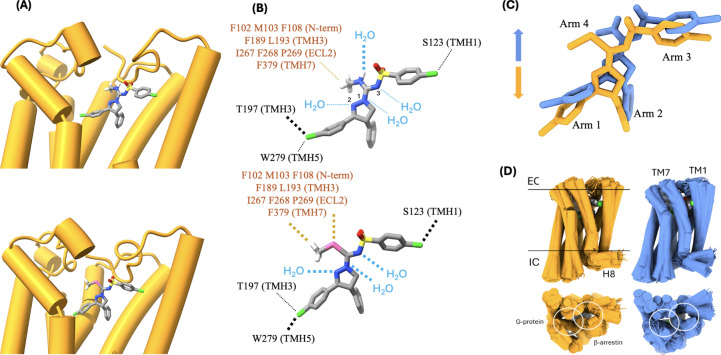 (A) Binding modes of ibipinabant (upper panel) and compound 4h (lower) in the orthosteric pocket of CB1R from the simulations, with TMH1 on the right; part of TMH7 was removed for visual access to the ligands (Cl: green; C: gray; H: white; N: blue; S: yellow; O: red; Se: pink). (B) Interactions between the ligands and their environments (water and receptor) reveal major differences in strength between ibipinabant and 4h (cf. Methods for a definition of relative strength). Interactions with minor differences are omitted (see in the SI for a three-dimensional distribution of interacting amino acids with a heatmap representation of interactions). Relative interaction strengths are indicated schematically by thick (stronger) or thin (weaker) dashed lines (cf. Figure S5). (C) The changes shown in (B) reposition the ligands in the pocket, resulting in specific and distinct interactions of each of the four arms with the receptor. (D) Changes in ligand–receptor interactions influence the dynamics of the transmembrane helices; these effects propagate toward the intracellular side, generating distinct conformational substates that can modulate effector binding (see Methods for a definition of conformers and ref for further discussion; white circles indicate the approximate binding sites of effector proteins).