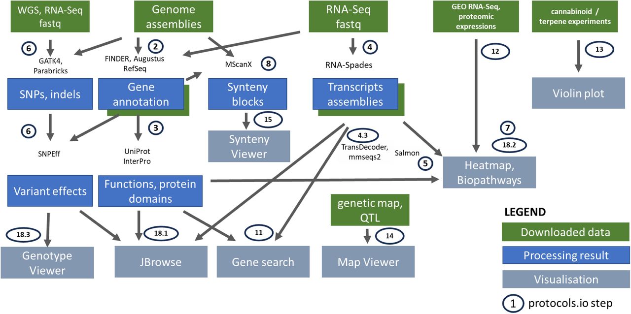 Workflow for the preparation of publicly available and reanalyzed data, for the analysis tools, and visualization features in the ICGRC Cannabis Web Portal (icgrc.info).Downloaded data’ are datasets downloaded either from public databases, supplementary files, or manually curated from articles. ‘Processing result’ are the new datasets generated by this project, and value added from the legacy results of the publications. ‘Visualization’ is the Tripal modules, and specialized web-applications included in the portal for interactive user-interface. Implementation details are documented in (protocols.io DOI: 10.17504/protocols.io.n2bvj3nz5lk5/v3).