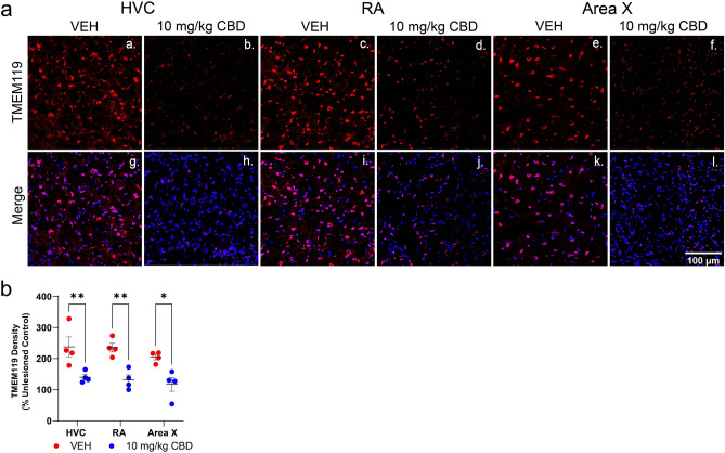 CBD treatments decrease density of the microglial marker TMEM119 within song regions of lesioned hemispheres. (aa-af), TMEM119 immunofluorescence marks microglia, in which a high density of fluorescence is present in vehicle-treated HVC, RA and Area X. Lower TMEM119 staining is evident in the CBD treated group. (ag-al), Merge images of TMEM119 and Hoechst-stained nuclei. (b) TMEM119 density expressed as TMEM119 mean grey value relative Hoechst staining as percentage of the unlesioned hemisphere. Within HVC, RA and Area X, TMEM119 densities were significantly lower in CBD-treated animals relative to vehicle controls. Group differences were determined using mixed-models ANOVA followed by Sidak corrected post-hoc comparisons for n = 4 per group.