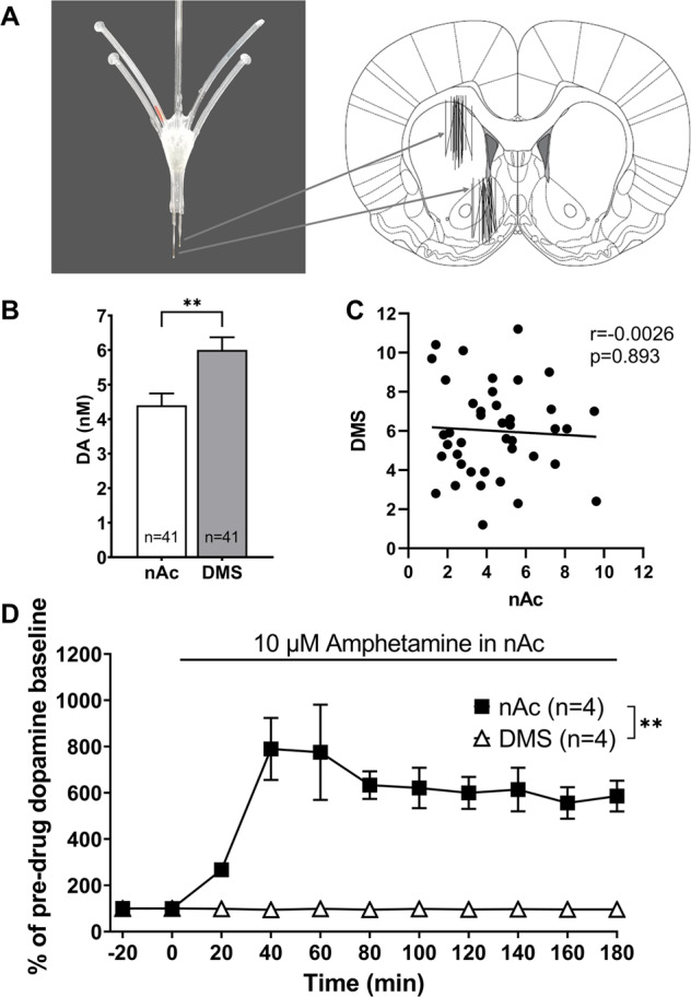 Higher dopamine dopamine levels in the DMS during basal conditions.A Photograph of the custom-made dual microdialysis probe used, with a schematic illustration of the probe placement in the DMS and the nAc. B Basal extracellular levels of DA in the DMS and nAc. C Correlation analysis of DA in the nAc and DMS, with no apparent correlation between basal levels of DA in the two regions. D Local administration of 10 µM amphetamine in the nAc elicits a substantial DA release in the nAc only. All values are presented as means ± SEM. n number of rats. **p < 0.005.