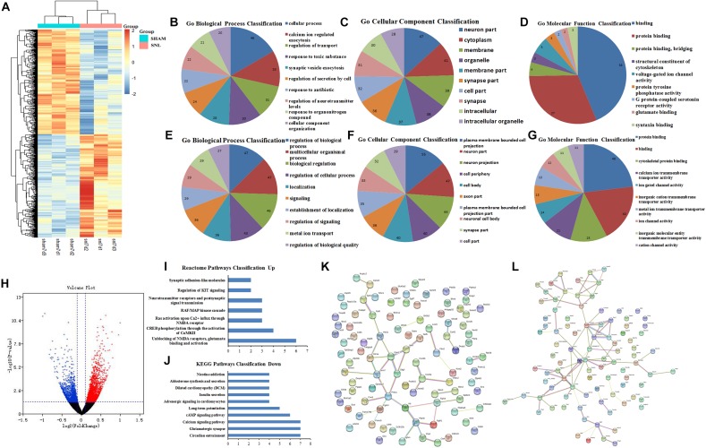 GO function and PPI network analysis of the DEGs at 7th day after surgery. (A) Heat map analysis of DEGs between Sham-7d group and SNL-7d group (The color scale shows the relative gene expression in certain slide: blue indicates low relative expression levels; red indicates high relative expression levels; yellow indicates no change); (B–G) GO function analysis of the upregulated/downregulated DEGs including biological process, cellular component and molecular function; (H) volcano plot of DEGs in metastasis samples compared to primary samples (Red indicates the gene expression was upregulated in SNL-7d group compared with Sham-7d group (P < 0.01); Blue indicates the gene expression was downregulated in SNL-7d group compared with Sham-7d group (P < 0.01); Black indicates P > 0.01); (I,J) Enriched pathway analysis of DEGs; (K,L) protein–protein interaction networks of DEGs.