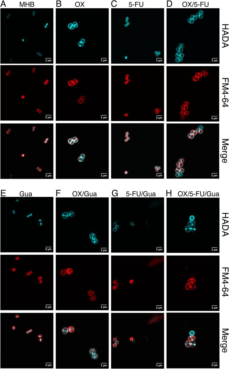 Guanosine potentiates oxacillin/5-fluorouracil-induced perturbation of the MRSA cell envelope.Representative confocal microscopy images of JE2 cells grown in: A. MHB; B. MHB + oxacillin (OX, 1 µg/ml); C. MHB + guanosine (Gua, 200 µg/ml); D. MHB + OX/Gua; E. MHB + 5-fluorouracil (5-FU, 1 µg/ml); F. MHB + 5-FU/Gua; G. MHB + OX/5-FU; H. MHB + OX/5-FU/Gua. Cells were stained with HADA to label newly synthesized peptidoglycan and FM4-64 to visualize S. aureus membranes. White arrows highlight cells that incorporated HADA but did not take up FM4-64. Yellow triangles mark cells with membrane dye aggregates, and white triangles indicate cells exhibiting HADA-labelled peptidoglycan clumps. Images were acquired at 1000× magnification using an Olympus LS FLUOVIEW FV3000 confocal laser scanning microscope and processed with ImageJ (Fiji v1.0).