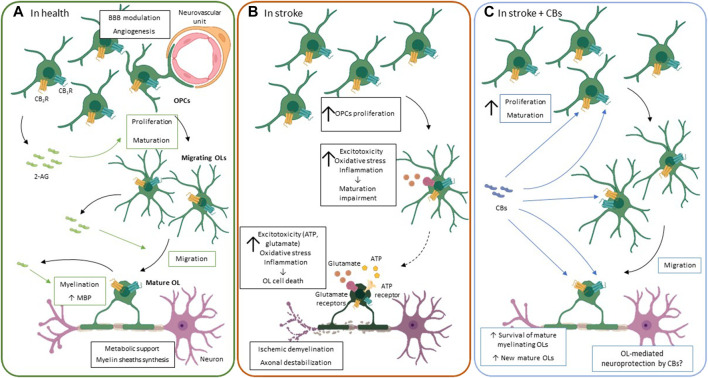The ECS functioning in oligodendrocytes. (A). Under physiological conditions, oligodendrocytes play a key role in the metabolic support of axons, myelin sheath synthesis and BBB regulation, among others. In the CNS, the endocannabinoid system, particularly 2-AG, is involved in oligodendrocyte proliferation, maturation, migration and myelination of oligodendrocytes. 2-AG is produced in an autocrine manner and exerts its effects through its binding to CB1R and CB2R. (B). An ischemic event induces mature oligodendrocytes cell death due to the high sensitivity of these cells to: 1) glutamate and ATP receptor-induced excitotoxicity, 2) oxidative stress, i.e., high iron content and deficient antioxidant system, and 3) inflammation, through release of cytokines like TNF-α. In an attempt to repair the damage caused by stoke there is a strong oligoproliferative response. However, the maturation of these new oligodendrocytes is impaired, and they do not reach the mature myelinating oligodendrocyte stage, perpetuating myelinating deficits that contribute to motor and sensitive impairment observed after stroke. (C). Although the evidence of the oligoprotective potential of CBs after stroke is scarce, they seem to reduce the myelination impairment by 1) reducing oligodendrocyte cell death and 2) promoting oligodendrocyte proliferation and maturation into myelinating oligodendrocyte after the insult. Green arrows and boxes: eCB-mediated effects; blue arrows and boxes: CB-mediated effects. 2-AG: 2-Arachidonoylglycerol; BBB: blood-brain barrier; CB1R: cannabinoid receptor 1: CB2R: cannabinoid receptor 2; CBs: cannabinoids; MBP: myelin binding protein; OL: oligodendrocyte; OPC: oligodendrocyte progenitor cell.