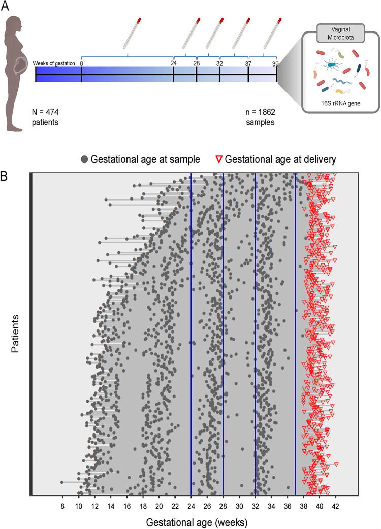 Gestational ages at the time of vaginal fluid sample collection in a cohort of women ultimately delivering at term. (A) A total of 1,862 vaginal fluid samples were collected from 474 pregnant women between 8 and 38+6 weeks of gestation. The vaginal microbiota was profiled using 16S rRNA gene sequencing. (B) Each line corresponds to one patient, and each dot corresponds to a sample for which the vaginal microbiota was characterized. Gestational ages at delivery are indicated by red triangles.