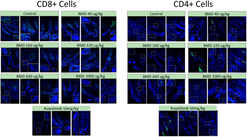 Immune Response. C3H/HeJ mice were engrafted with full-thickness skin from mice with alopecia areata. After the development of alopecia, the mice were treated with either a single subcutaneous dose of BMD-1141 (at various doses) or daily oral ruxolinitib. After 8 weeks, the animals were sacrificed, and dorsal skin was harvested and sectioned at 7 µm thickness. The dorsal skin samples were sectioned (10 µm) and were incubated with rat anti-mouse CD4 or rat anti-mouse CD8a. Fluorescent imaging was conducted at ×20 magnification. The immunofluorescence for CD4 or CD8a is shown in green.