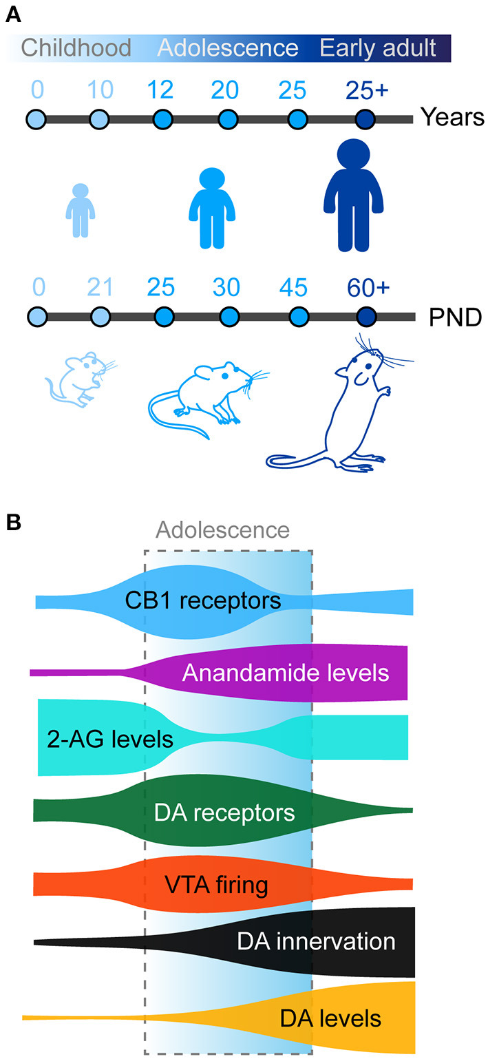 (A) Timing of adolescence in humans (top) and rodents (bottom). Adolescence and peri-adolescence are defined as beginning around the age 10 years and continuing until the mid-20's in humans and from post-natal day (PND) 21 to PND 50-60 in mice and rats. (B) Maturation of prefrontal dopamine (DA) and endocannabinoid systems across development. Schematic shows density of prefrontal anandamide (purple), dopamine (DA) tissue concentration (orange), and DA fibers (black) steadily increase from childhood to adulthood. Meanwhile, both CB1 (blue) and dopamine receptors (green) present a transient peak of expression in the prefrontal cortex during early adolescence, paralleled with similar changes in the activity of dopamine neurons in the VTA (red). Finally 2-AG levels (cyan) transiently decreases compared to childhood before returning to stable adult levels.