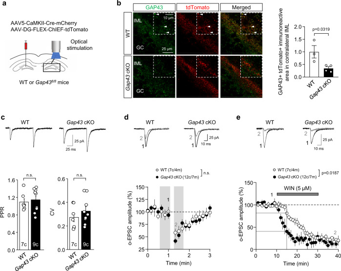 GAP43 genetic deletion from MCs enhances CB1R function at MC-GC synapses.a Schematic diagram illustrating the injection of a mix of AAV5-CamKII-Cre-mCherry and AAV-DG-FLEX-ChIEF-tdTomato in the hilus of 3-week-old Gap43fl/fl and WT mice. Light pulses of 0.5–2.0 ms were used to evoke EPSCs driven by the ChIEF-expressing axons originating from commissural MCs. b Reduced GAP43 immunoreactivity (green) in AAV-infected tdTomato + (red) fibers of the contralateral IML from injected Gap43 cKO mice compared to WT mice. Arrowheads point to colocalizing boutons in WT mice. Representative images and quantification of GAP43/tdTomato colocalization are shown (means ± SEM; WT n = 3 mice, Gap43 cKO n = 4 mice; two-tailed unpaired Student’s t test). c Whole-cell patch-clamp recordings of GCs were performed in Gap43 cKO and WT mice. Representative traces (top) and quantification bar graph for basal PPR and CV (bottom) are shown (means ± SEM; c = cells; n.s. by two-tailed unpaired Student’s t test). d Representative traces (top) and time-course summary plot (bottom) for DSE are shown (means ± SEM; c = cells, m = mice; shaded areas indicate the time intervals at which the statistical analysis was conducted; n.s. by two-tailed unpaired Student’s t test). e Representative traces (top) and time-course summary plot (bottom) for o-EPSC amplitude upon WIN-55,212-2 bath application (WIN; 5 μM, 20 min) (means ± SEM; c = cells, m = mice; WT vs Gap43 cKO at time15 min, p = 0.0187 by two-tailed unpaired Student’s t test). Source data are provided as a Source data file.