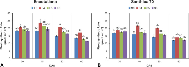 Photosynthetic rate of hemp cultivars under different topping levels