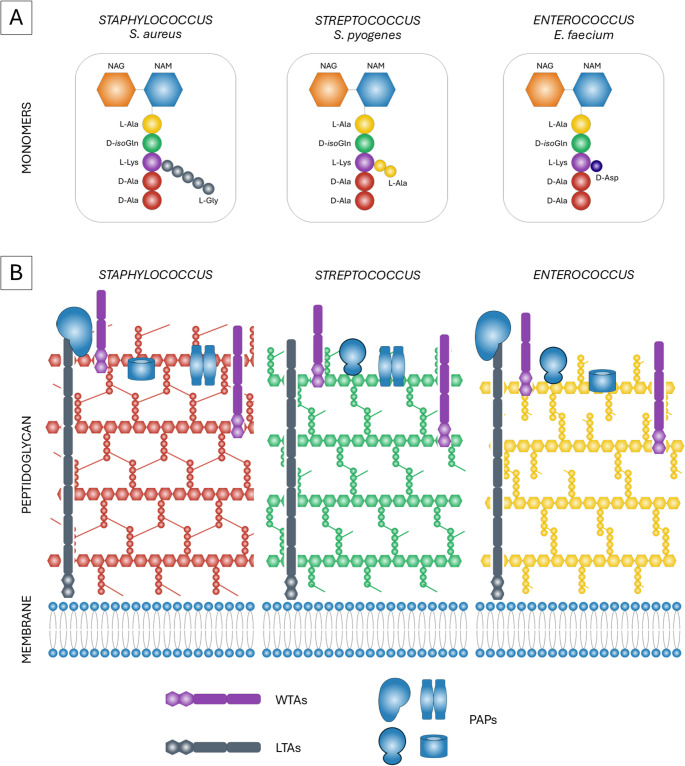 Schematic representation of Gram-positive peptidoglycan varietes. A. The peptidoglycans of Staphylococcus, Streptococcus and Enterococcus consist of similar monomers, containing NAG and NAM backbone and stem peptide with adjacent interpeptide bridge. In S.aureus a pentaglycine bridge is observed, in S. pyogenes two L-Ala residues, and E. faecium contains D-Asp residue. B. The peptidoglycan is synthesized and crosslinked outside the cellular membrane forming linear strands connected together by interpeptide bridges. The staphylococcal peptidoglycan is easily distinguished by pentaglycine bridges. In Streptococcus, stem peptides are truncated to tri- and tetrapeptides by transpeptidases, and later crosslinked via dialanine bridges. The crosslinking rate of enterococcal peptodglycan is about 50%. All peptidoglycans contain teichoic acids anchored in either cellular membrane (LTAs) or to NAG residues in glycan strands (WTAs). A plethora of peptidoglycan associated proteins (PAPs) are bound to teichoic acids and glycan components, and their composition is often strain specific (i.e. allowing for serotyping in Streptococcus)