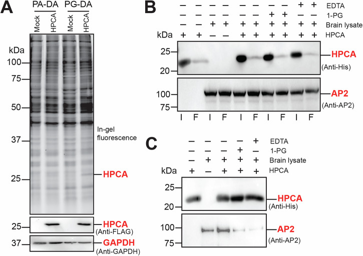 Effect of MAG on the formation of the HPCA-AP2 adaptor protein complex.A A representative in-gel fluorescence experiment showing the preferential binding of the PG-DA probe, but not the PA-DA probe, to HPCA in HEK293T cellular lysates overexpressing this protein. In this experiment, 200 μg lysates were used per condition (100 μL of 2 mg/mL), and the probes were used at 50 μM final concentration. Overexpression of HPCA in HEK293T cells was confirmed by Western blot analysis using an anti-FLAG antibody, and GAPDH was used as an equal protein loading control in this experiment. This experiment was done three times with reproducible results each time. B A representative Western blot image showing the Input (I) and Flow through (F) of purified HPCA (top panel) and AP2 adaptor protein from the mouse brain proteome (bottom panel) under various conditions during this immunoprecipitation experiment. From the Western blot images, as expected, a substantial portion of the recombinantly purified HPCA (6x-His tagged) is immobilized to the Ni-NTA beads, while only a small fraction of the AP2 adaptor protein from the mouse brain proteome is possibly bound to HPCA. C A representative Western blot image showing the elution of purified HPCA (top panel) and AP2 adaptor protein (bottom panel) from the formation of a HPCA-AP2 adaptor protein complex under various conditions during this immunoprecipitation experiment. For reasons not fully clear to us, there is some promiscuous binding of AP2 to Ni-NTA beads even in the absence of HPCA. Nonetheless, as evident from the AP2 adaptor protein elution profile from the Western blot images, the loss of calcium (from EDTA treatment) or incubation with a MAG lipid (1-PG treatment) results in substantial reduction of AP2 adaptor protein binding to HPCA. This immunoprecipitation experiment was done twice with reproducible results each time.