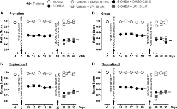 The administration of LPI in the GPe did not affect the fine motor skills of the hemiparkinsonian rats evaluated in the staircase test. The four movement components selected to evaluate the contralateral forelimb performance for fine motor skills were as follows: (A) Pronation; (B) Grasp; (C) Supination I; and, (D) Supination II. The effect of the intrapallidal administration of LPI (10 µM) on the movement components was evaluated one day prior to the first stereotaxic surgery (from the 15th to the 19th days post-lesion) and from the 28th to the 30th days post-lesion. It is shown that the 6-OHDA + LPI group performed worse in terms of fine motor skills than the control groups. Data are represented as the mean ± SEM of the fine motor skills scores obtained. *** p < 0.001 vs. vehicle; +++ p < 0.001 vs. vehicle + DMSO 0.01%; # p < 0.05 vs. 6-OHDA + DMSO 0.01%; a two-way ANOVA followed by a Bonferroni post-hoc test, (n = 5–7/group).