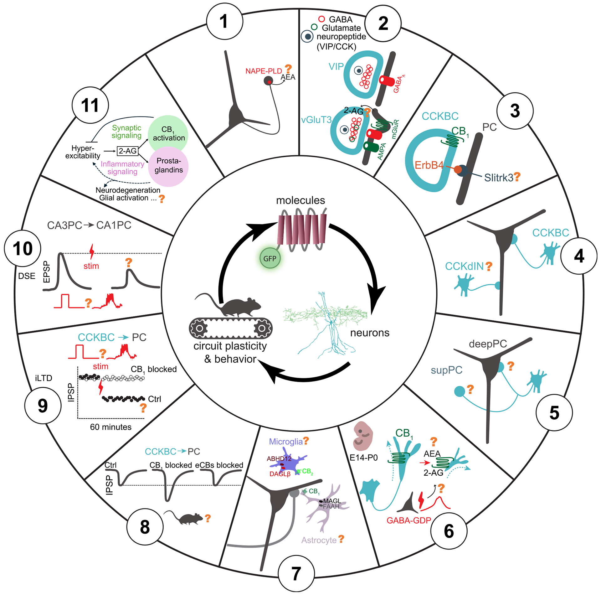 Outstanding questions regarding multi-scale integration of eCB signaling in behaving animalsThe panel numbers correspond to the outstanding questions section within the main text. The illustrated drawings are schematic depictions of key topics discussed and referenced in the main text.1. When and where is AEA synthesized, where does it act, and how long does its activity persist in vivo? Schematic shows a representative image of a neuron expressing NAPE-PLD in its axon terminals.2. Does the co-release of GABA with glutamate and/or neuropeptides (CCK or VIP or both) occur in vivo following physiological level of activity? Does glutamate co-release trigger retrograde eCB signaling in VGLUT3 CCKBCs?3. What are the postsynaptic molecules that interact with the receptor tyrosine kinase ErbB4 to determine the specific targets of CCKBC synapses? Slitrk3 is a potential candidate.4. What are the in vivo roles of CB1 receptor- and CCK-expressing, dendritically projecting INs (CCKdIN) in regulating dendritic information processing?5. Do CCKBCs preferentially regulate distinct subclasses of PCs such as the superficial versus deep CA1 PCs in behaving animals?6. How does eCB signaling regulate axonal pathfinding and shape spontaneous GABAergic network dynamics (GABAergic GDPs) in developing neuronal circuits in vivo?7. What are the physiologic and pathologic roles of astrocytes and microglia in the eCB system? Astrocytes contain CB1 receptors, as well as eCB degradation enzymes MAGL and FAAH. Meanwhile, microglia likely contain CB2 receptors and eCB the synthesis and degradation enzymes DAGLβ and ABHD12. What are the roles of these receptors and machinery in shaping eCB signaling during behavior?8. Does CB1-mediated tonic inhibition of GABA release exist in vivo, and does it influence the probability of GABA release in a functionally relevant manner? The schematic illustration depicts how blockade of the intrinsic, ligand-free activity of the CB1 receptor with an inverse agonist leads to a robust increase in the unitary evoked IPSCs originating from a presynaptic CCKBC and recorded from a postsynaptic PC. By contrast, blocking eCB ligand synthesis does not have similar effect.9. The schematic depicts iLTD that is absent when CB1 receptors are blocked. What are the physiological conditions (e.g., theta-burst firing) that can induce long-term depression of cannabinoid-sensitive inhibition, and what are its functional effects in vivo?10. Can physiologically occurring dendritic plateau potentials trigger DSE in behaving animals, and does it play a role in BTSP?11. How does neuronal hyperactivity, and the resulting increase in 2-AG, interact with synaptic signaling (through CB1 activation) and inflammatory signaling (through prostaglandin synthesis) in disease processes?