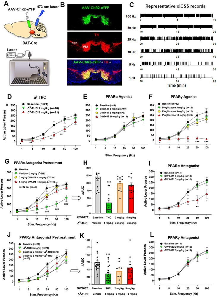 Effects of Δ9-THC and/or PPAR agonists and antagonists on optical brain-stimulation reward (oICSS) in DAT-Cre mice.A Diagrams showing the general experimental methods. The AAV-ChR2-eYFP vectors were microinjected bilaterally into the midbrain VTA and two optical fibers were targeted to the VTA. Mice were placed in oICSS chambers and trained to press an active lever to obtain laser stimulation reward. B Representative images showing AAV-ChR2-eYFP expression in TH+ DA neurons in the VTA. C Representative lever responding to different frequencies of laser stimulation in a single session from a single mouse. D Stimulation–response curve of lever responding over different frequencies of laser stimulation. Δ9-THC (1, 3 mg/kg, intraperitoneal, i.p.) dose-dependently shifted the oICSS curve downward compared with the vehicle (baseline) control group. E/F PPARγ agonism (by pioglitazone) produced a similar inhibitory effect on oICSS as Δ9-THC, while PPARα agonism (by GW7674) failed to alter basal oICSS. G/H Pretreatment with GW6471 (a selective PPARα antagonist) dose-dependently attenuated Δ9-THC-induced reduction in oICSS. I GW6471 dose-dependently decreased oICSS response. J/K Pretreatment with GW9662 (a selective PPARγ antagonist) attenuated Δ9-THC-induced reduction in oICSS. L GW9662 alone failed to alter oICSS. *p < 0.05, **p < 0.01, ***p < 0.001 relative to baseline.