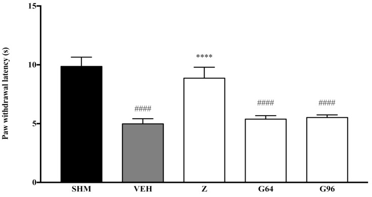 The effect of PPAR antagonists’ co-administration with vehicle thermal hyperalgesia in CCI-induced neuropathic pain mice. Each column represents the mean ± SEM, n = 6 mice per group, #### p < 0.0001 as compared to the sham group and **** p < 0.0001 as compared to the vehicle group. Sham (SHM), Vehicle (VEH: 10 mL/kg, i.p.), Zerumbone (Z: 10 mg/kg, i.p.), Antagonists; GW6471, PPARα (G64: 1 mg/kg, i.p.), GW9662, PPARγ (G96: 1 mg/kg, i.p.).