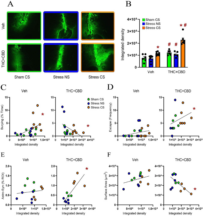 THC+CBD use potentiated the MMP-2,9 activity induced by the stress-CS in males.A) Representative micrograph of in vivo zymography assay from each treatment group. B) THC+CBD withdrawal increased MMP-2,9 activity across all stress conditions (drug: F1,31=54.84, p<0.0001). Stress-CS increased the MMP-2,9 activity in NAcore of both vehicle- and THC+CBD-trained rats (stress: F2,31=33.03, p<0.0001), but THC+CBD use exacerbated the MMP-2,9 activity (interaction: F2,31=7.686, p=0.0019). C) THC+CBD shifted a positive correlation between burying and MMP-2,9 activity (left; Pearson r=0.485, p=0.03) into a negative correlation (right; Pearson r=−0.456, p=0.03). D) MMP-2,9 activity positively correlated with escape behavior in THC+CBD-trained rats (Spearman r=0.54, p=0.027). E) MMP-2,9 activity positively correlated with astrocyte-Synapsin-I colocalization (Pearson r=0.75, p=0.0049), and F) negatively correlated with astroglia surface area following THC+CBD use (Pearson r=−0.547, p=0.033). Data are shown as mean ± SEM. Each dot in bar represents an astrocyte. * p< 0.05 compared to Sham-CS within each drug group using a Dunn post hoc; # p< 0.05 comparing THC+CBD to vehicle within each stress/sham group.