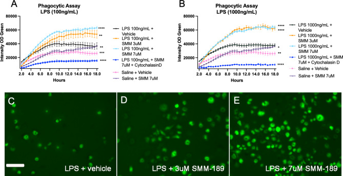 Modulation of CB2 with SMM-189 increases RAW264.7 macrophage phagocytosis after an inflammagen challenge. A) Quantification of GFP fluorescent intensity in RAW264.7 macrophage cultures challenged with either 100ng/mL or B) 1000 ng/mL lipopolysaccharide and pre-treated with SMM-189 or vehicle and 24 h later incubated with pHrodo green E. coli. Treatments are analyzed across time using a one-way ANOVA with Dunnett’s multiple comparisons test. Data are representative of 2 separate experiments. C) Representative GFP images of fluorescent pHrodo green E. coli at 12 h for 100ng/mL LPS + vehicle, D) 100ng/mL LPS + 3 μm SMM-189, E) 100ng/mL LPS + 7 μm SMM-189 conditions. *p < 0.05, **p < 0.01, ***p < 0.001, ****p < 0.0001