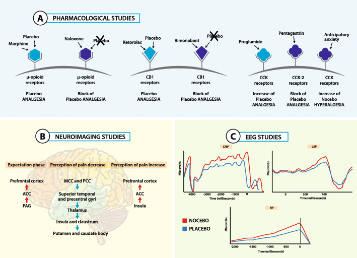 Neurophysiological mechanisms of placebo, nocebo and context-related effects. Principal neurobiological mechanisms of placebo, nocebo and context related effects. a Pharmacological studies. The opioid and cannabinoid systems are involved in placebo and nocebo effects. In some circumstances, placebo analgesia occurs through the activation of the opioid system and can be reversed by naloxone. In other circumstances, placebo analgesia occurs through the activation of the cannabinoid system and can be reversed by rimonabant. Anticipatory anxiety can activate the pro-nociceptive cholecystokinin (CCK) system, leading to nocebo hyperalgesia. The pro-nociceptive CCK effect can be reversed by proglumide and agonized by pentagastrin. b Neuroimaging studies. The activation and deactivation of different brain regions during placebo analgesia and nocebo hyperalgesia have been described trough different brain imaging studies. c Electrophysiological studies. Electroencephalographic (EEG) studies showed the dynamical studies showed the dynamical and temporal changes that occur in the brain before and after the administration of inert treatments