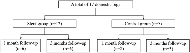 Flow diagram of animal allocation.