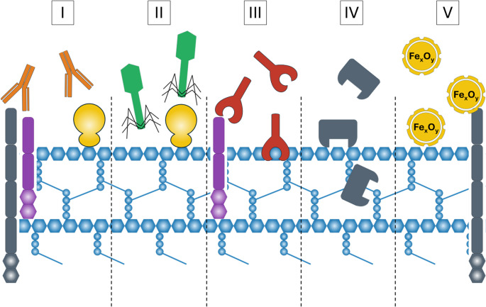 Schematic illustration of agents targeting the bacterial cell wall components and applied for bacterial identification. Broadly used antibodies (I) can target different bacterial cell wall surface molecules. Whole phage particles (II) and phage receptor binding proteins (III) are able to recognize and target pili, flagella, LPS, bacterial surface proteins, peptidoglycan components, (lipo)teichoic acids, or exposed polysaccharides. Such components as N-acetylglucosamine, PG subunits, or secondary cell-wall compounds like choline, polyrhamnose, (lipo)teichoic acids, neutral polysaccharides, and various proteins act as the recognition targets for cell wall-binding domains (IV). Magnetic nanoparticles (V), can bind to different ligands on the bacterial surface depending on functionalized outer coating of them