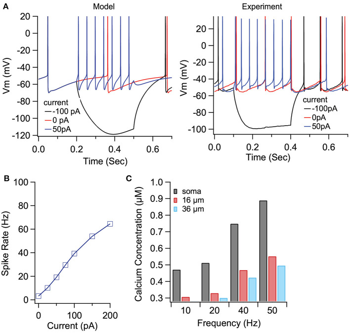 Optimized compartmental model for a neuron in the EP. (A) Parameter optimization to EP neuron data produces multi-compartmental EP neuron model with realistic spiking and rectification characteristics. (A) Sample traces of EP neuron model (left) and data (right) showing spontaneous activity and response to hyerpolarizing current injection. (B) Firing frequency vs. current injection is similar to that measured experimentally. (C) Calcium concentration vs. distance from soma and firing frequency is similar to that measured experimentally.