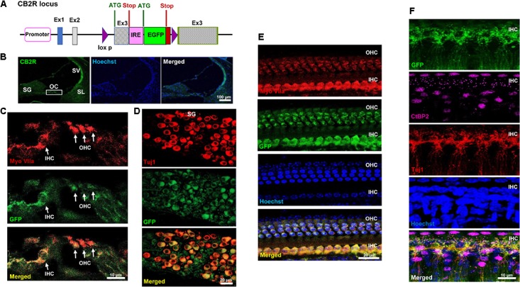 Distribution of the GFP-tagged CB2R knock-in mice. (A) The genetic background of the knock-in mice is shown where the GFP reporter gene was inserted within exon 3 of CB2R and the expression of GFP was driven by internal ribosomal entry (IRE) promoter. Cochleae isolated from these GFP-CB2R co-expressing knock-in mice were fixed in 4% paraformaldehyde followed by decalcification and then sectioned. (B) The representative mid-modiolar section shows endogenous GFP fluorescence (green) in different anatomical regions of the cochlea including organ of Corti (OC), stria vascularis (SV), spiral ligament (SL), and spiral ganglion (SG) neuron. (C) Immunolabeling of GFP-tagged CB2R (green) along with hair cell marker, Myo VIIa (red), show colocalization of CB2R in both, the OHCs and IHCs. (D) Co-labeling of these cochleae with Tuj1 (red), a neuronal marker, show the distribution of GFP-CB2R (green) in spiral ganglion neurons. (E) Whole mount sections of cochleae from GFP-CB2R co-expressing knock-in mice show co-localization of GFP-CB2R (green) and myosin VIIa (red) in the OHCs and IHCs of OC. (F) GFP-CB2R whole mounts sections were also co-stained with neuronal marker, Tuj1 (red), and pre-synaptic ribbon marker, CtBP2 (magenta), showing pre-synaptic localization of CB2R. Cell nuclei (blue) are stained with Hoechst stain in (B,E,F). Studies reported here were repeated in at least three different animals and similar results were obtained.