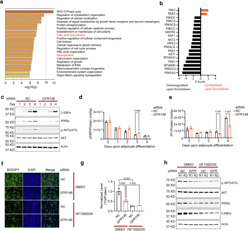 GPR146 regulates adipogenesis through Gαq-mediated activation of PKC-AKT signaling pathway.Proteomics and pathway analysis (a) Phosphoproteomics and kinase substrates analysis (b) of SGBS cells with siRNA-induced knockdown of GPR146 upon adipocyte differentiation for 3 days. c Representative western blots of PPARγ, C/EBPα, p-AKT (s473) and ATK in GPR146 knockdown or control SGBS pre-adipocytes upon differentiation for the time indicated (representative of 2 independent experiments). Cellular cAMP (d) and IP1 (e) levels in GPR146 knockdown or control SGBS pre-adipocytes upon differentiation for the time indicated (n = 3 replicates per experiment, representative of 3 independent experiments). BODIPY-staining (f) and triglyceride (TG) content (g) of human primary pre-adipocyte SGBS-differentiated adipocytes upon siRNA-induced knockdown of GPR146 in the presence or absence of GF109203X (n = 3 replicates per experiment, representative of 3 independent experiments). h Representative western blots of PPARγ, C/EBPα, p-AKT (s473) and ATK in GPR146 knockdown or control SGBS pre-adipocytes upon differentiation for 4 days in the presence or absence of GF109203X (representative of 2 independent experiments). Bars in (d, e, and g) indicate mean± s.d. Statistical analyses were performed using two-sided unpaired t tests (d, e) or two-way ANOVA (g), with P values or adjusted P values indicated. Source data are provided as a Source Data file.