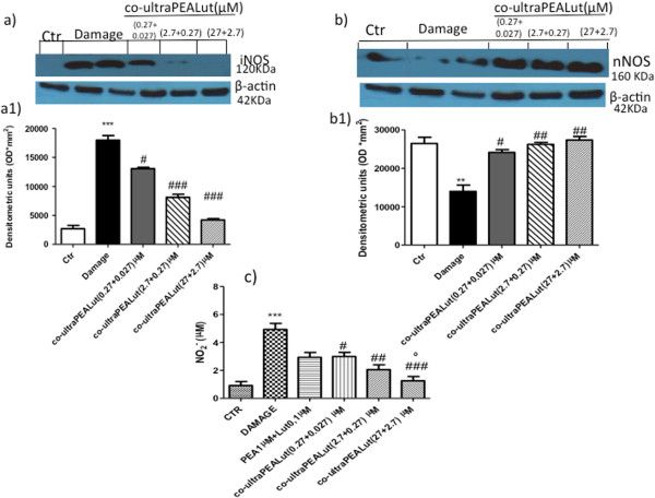 Effect of co-ultraPEALut treatment on iNOS, nNOS and nitrite concentration. iNOS expression was evaluated by western blot analysis in the spinal cord organotypic cultures, collected 24 hours after injury. (a, a1) iNOS expression was significantly elevated in the injured group compared to the control group. On the contrary, iNOS expression was also significantly reduced by pretreatment of co-ultraPEALut at the three different concentrations. This figure is representative of at least three experiments performed on different experimental days. ***P <0.001 versus Ctr; #P <0.05 and ###P <0.001 versus Damage. We also evaluated nNOS expression by western blot analysis, which was significantly reduced by damage. (b, b1) Co-ultraPEALut treatments significantly restored the expression of nNOS. **P <0.01 versus Ctr; #P <0.05 and ##P< 0.01 versus Damage. Moreover, we evaluated the nitrite formation by nitrite assay on medium. (c) An increased formation of nitrite levels was evident in the injured group, while the pretreatment with co-ultraPEALut decreased the injury-induced NO production; indeed, the pretreatment with PEA + Lut association (given as combination therapy) was not able to reduce the increased NO formation as well as the treatment with PEA and with Lut administered alone (data not shown). ***P <0.001 versus Ctr; #P < 0.05, ##P <0.01 and ###P <0.001 versus Damage; °P <0.01 versus PEA 1 μM + Lut 0.1 μM. Ctr, control; iNOS, inducible nitric oxide synthase; Lut, luteolin; nNOS, neuronal nitric oxide synthase; NO, nitric oxide; PEA, palmitoylethanolamide.