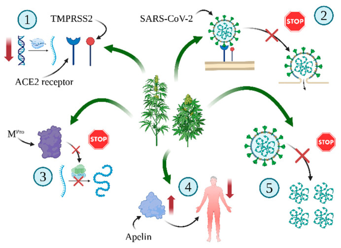 Molecular mechanism of antiviral effects of C. sativa L. compounds. (1) Downregulating serine protease TMPRSS2 and lowering ACE2 transcription levels [130], (2) preventing SARS-CoV-2 spike protein-mediated membrane fusion [131], (3) blocking the virus translation and replication by suppressing enzyme of SARS-CoV-2 i.e., Mpro protease (in silico and in vitro experiments) [132], (4) upregulation of apelin level [133], and (5) blocking viral replication, in part by upregulating the host IRE1α RNase endoplasmic reticulum (ER) stress response and interferon signaling pathways [32]. Created in BioRender. Bukowska, B. (2024) BioRender.com/k57l772 (accessed on 1 September 2024).