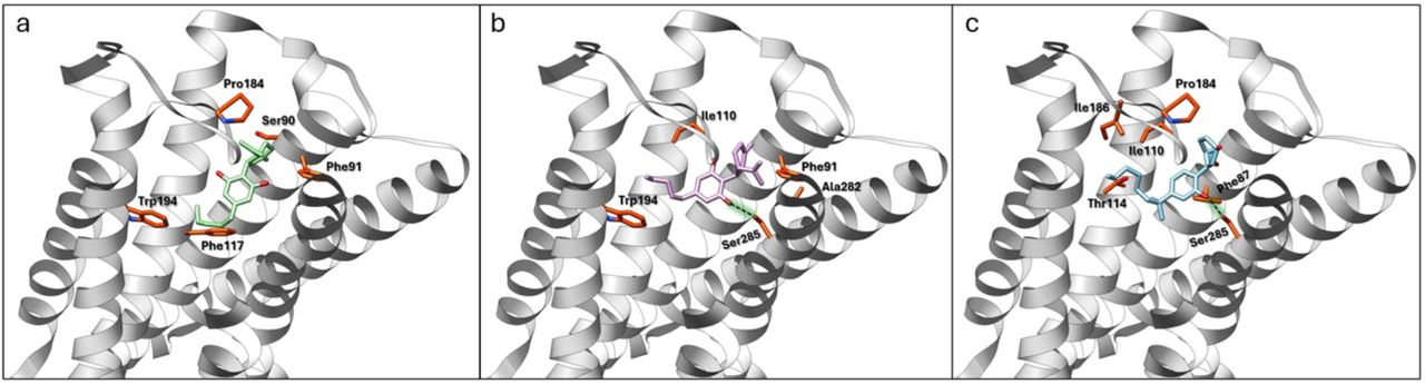 Top energetically favourable 3D binding poses of (−)-CBD (a), (+)-CBD (b), and CP55940 (c) inside the CB2 receptor pocket. Some key surrounding amino acids stabilizing the interaction of the CB2 receptor with the ligand are highlighted in orange. H-bonds between Ser285 and ligands are shown by dashed black lines in b and c. Some residues are omitted for clarity.