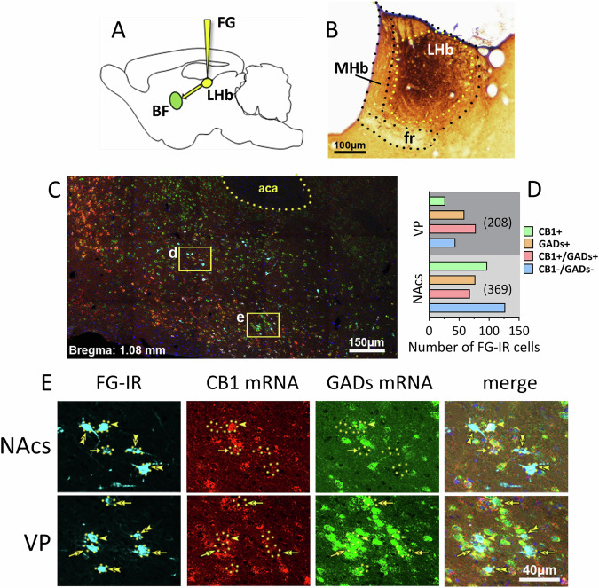 Basal forebrain (BF) neurons located in the nucleus accumbens shell (NAcs) and the ventral pallidum (VP) project to the LHb and express CB1R mRNA, GADs mRNA, or both.A Retrograde tracer FG was delivered into the LHb. B FG-IR in the injection site (brown). C Low magnification of a NAc shell (d) and VP (e) coronal section showing detection of FG-immunoreactivity (FG-IR, blue), expression of CB1 mRNA (red), and expression of GADs mRNA (green). These areas in yellow boxes are shown at higher magnification in the sequence shown in (E), top and bottom, respectively. D Number of FG-IR cells detected in VP and NAcs, sorted by co-expression of CB1R mRNA and/or GADs mRNA. A total of 208 FG-IR VP neurons projecting to the LHb were detected, and of these 24 (13%) expressed only CB1R mRNA, 59 (28%) expressed only GADs mRNA, 80 (38%) co-expressed CB1R and GADs mRNA, and 45 (21%) lacked both CB1R and GADs mRNA. A total of 369 FG-IR NAcs neurons projecting to the LHb were detected, and of these 97 (26%) expressed only CB1 mRNA, 79 (21%) expressed only GADs mRNA, 67 (18%) co-expressed CB1R and GADs mRNA, and 126 (34%) lacked both CB1R and GADs mRNA. FG-IR cell counts were made between +1.92 and +0.72 mm from bregma (n = 3 rats, 8–9 sections per rat). E NAcs and VP areas corresponding to boxes (d, e) in panel (C) at higher magnification. FG-IR neurons expressing CB1R mRNA without GADs mRNA are indicated by single arrows, FG-IR neurons expressing GADs mRNA and CB1R mRNA are indicated by single arrow heads, and double arrow heads indicate FG-IR without GADs or CB1R mRNA in NAcs. A FG-IR neuron expressing GADs mRNAs, without CB1R mRNA in VP is indicated by double arrows. Abbreviations; aca, anterior commissure; LHb, lateral habenula; MHb, medial habenula; fr, fasciculus retroflexus.