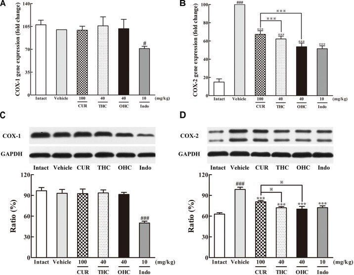 Effects of THC and OHC on the mRNA (A,B) and protein (C,D) expressions of COX-1 and COX-2 in the carrageenan-induced mouse paw edema. After administration with THC (40 mg/kg, i.g.), OHC (40 mg/kg, i.g.) or CUR (100 mg/kg, i.g.) for 7 days, the hind paws were removed and isolated with TRIzol Reagent for analysis of mRNA expression of COX-1 and COX-2. Other hind paws were removed and homogenized in the lysis buffer, and then the protein extracts of hind paws were transferred to polyvinyl difluoride (PVDF) membranes and analyzed by Western blot. β-Actin was employed as the control for PCR. GAPDH was employed as loading control for Western blot. Data were expressed as means ± S.E.M. (n = 3), #p < 0.05, ###p < 0.001 vs. the intact control; ∗∗∗p < 0.001 vs. the vehicle control; p < 0.001 vs. the CUR group. Significant differences between groups were determined by ANOVA and Dunnett’s post hoc test.
