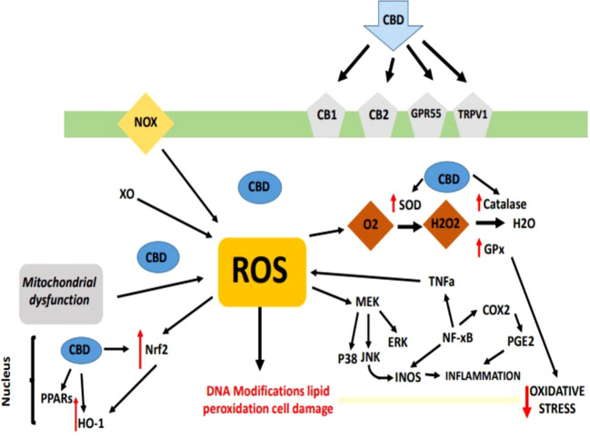 Overview of antioxidant property of cannabinoids, especially CBD, have been shown to act as scavengers of free radicals via neutralizing the reactive molecules, preventing them from causing cellular damage.