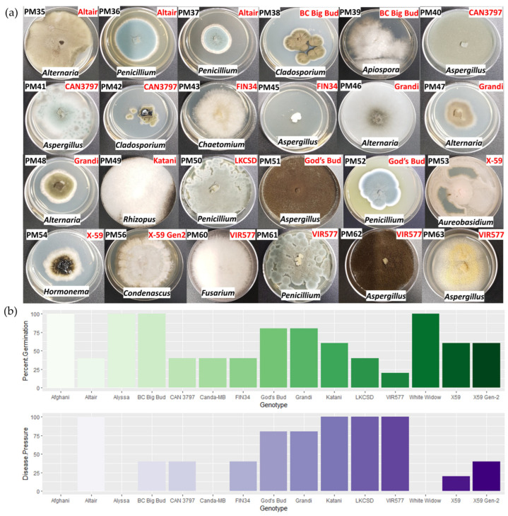 Seed-Borne Fungi from Cannabis. (a) Fungal isolates from seeds of 15 Cannabis accessions germinated on PDA for 5 days. (b) Germination rates and percent of seeds with visible mycelia growth (disease pressure) for each Cannabis accession.