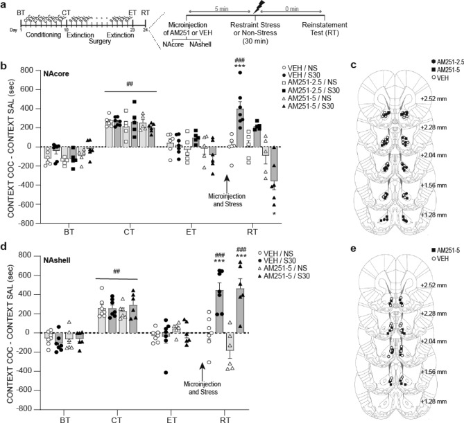 Stress-induced reinstatement of cocaine-CPP was blocked by CB1R antagonism in NAcore, but not NAshell. (a) Timeline of CPP procedure. Animals that met the extinction criterion received the intra-Nacore or intra-NAshell microinjection of vehicle (VEH) or a dose of AM251 (2.5 or 5 nmol/0.5 μl/side, referred as AM251-2.5 or AM251-5) 5 min before the exposure to the restraint stress for 30 min (S30), or remained in their home cages during the same time period (non-stress, NS). (b,d) Difference in preference score measured in the cocaine- and the saline-associated context during basal (BT), conditioning (CT), extinction (ET) and reinstatement (RT) tests, using CPP LIADE software, version 1.2 (http://www.liade.inv.efn.uncor.edu/) During the CT, no difference in preference score between groups was found within each experiment (##p < 0.001 compared to BT). Bars in dot plots represent mean ± s.e.m., n = 5–7 in each group. (b) Subjects microinjected with VEH into NAcore before restraint stress showed a significant increase in time spent in the cocaine-associated context during RT (###p < 0.001 compared to ET and ***p < 0.001 comparing with NS groups and AM251-5/S30 group in RT, Bonferroni’s multiple comparisons post-hoc test). Intra-NAcore administration of the highest dose of AM251 before restraint stress prevented reinstatement of cocaine-CPP (*p < 0.05 comparing with VEH and AM251-2.5 groups in RT, using a Bonferroni’s multiple comparisons post-hoc test). (d) Stress-induced reinstatement of cocaine-CPP was not prevented by the intra-NAshell administration of AM251 (***p < 0.001 compared with NS groups in RT; ###p < 0.001 compared with ET, Bonferroni’s multiple comparisons post-hoc test). (c,e) Schematic coronal sections of the rat brain, adapted from the stereotaxic atlas of Paxinos and Watson (2007), showing approximate bilateral locations of the microinjector tips in the NAcore (c) and NAshell (e) regions of rats included in the data analyses.